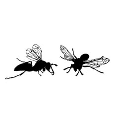 Wasp Couple Silhouette