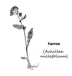 Achillea Millefolium Yarrow