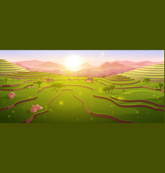 Terraced Rice Fields At Sunrise Morning Farmland