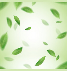 Green Tea Leaves Wallpaper