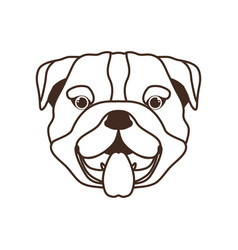 Head Cute Bulldog Ingles Dog On White