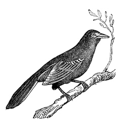 Mockingbird Vintage Engraving