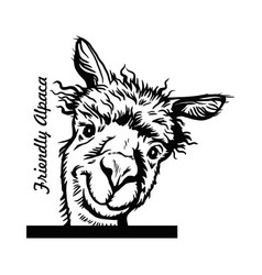 Peeking Alpaca - Comic Animal Funny