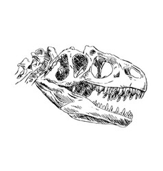 Dinosaur Skull Skeleton Allosaurus On White