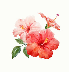 Watercolor tropical hibiscus flower Royalty Free Vector