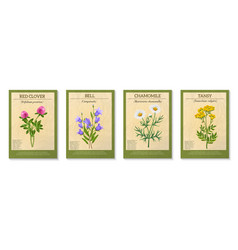 Wildflowers Isolated Set