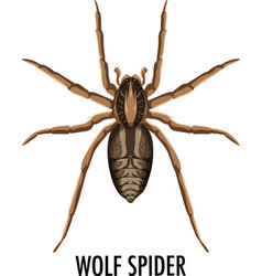 Wolf spider isolated on white background Vector Image