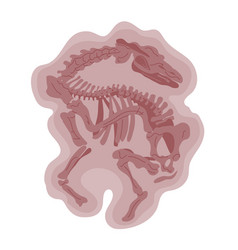 Dinosaur Skeleton Isolated On A White Background