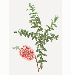 Hillock Bush Plant