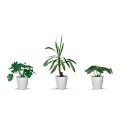 3d Trees Realistic Natural Houseplant Tropical