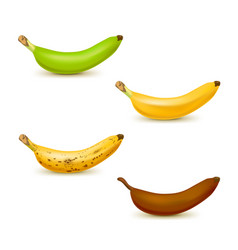 Realistic Banana Ripeness Chart