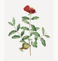 Pomegranate Tree Branch