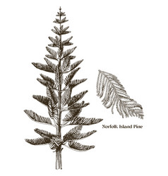 Norfolk Island Pine Tree With Branch