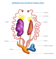 Reproductive System Of Female Frog