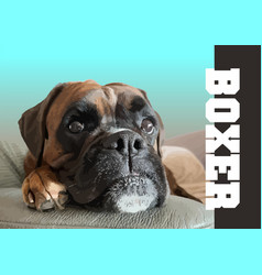 A Close-up Of Fawn Beautiful Boxer Dog 3d Poster