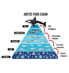 Arctic Food Chain Pyramid