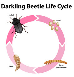 Diagram Showing Life Cycle Darkling Beetle