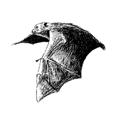 Flying Fruit Bat