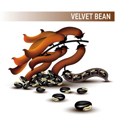 Velvet Beans Or Mucuna Pruriens