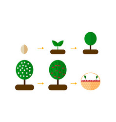 Growth Stages Orange Trees Blooming Cher