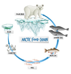 Arctic food chain diagram concept Royalty Free Vector Image