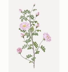 Pink Scotch Briar Rose