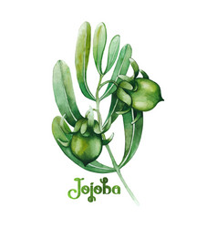 Watercolor Jojoba Plant