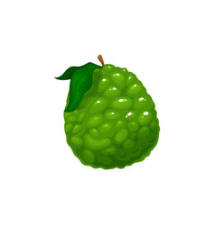 Citrus Bergamot Whole Isolated Green Fruit