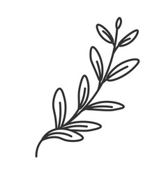 Thyme Plant Leaf Branches Of Aromatic Herb Spice