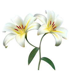 White lily icons Royalty Free Vector Image - VectorStock