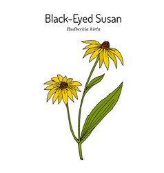 Black-eyed Susan Rudbeckia Or Brown Betty