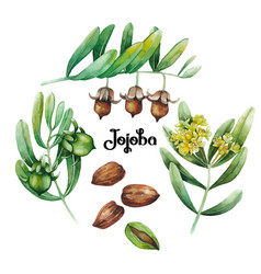 Watercolor Jojoba Plant