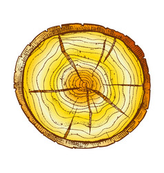 Cross section tree wooden stump realistic Vector Image