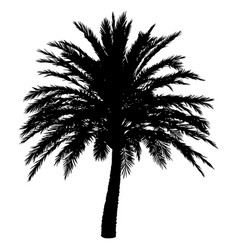 Palm Tree Black Silhouette