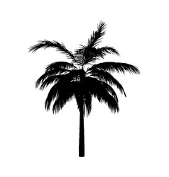 Palm Tree Black Silhouette