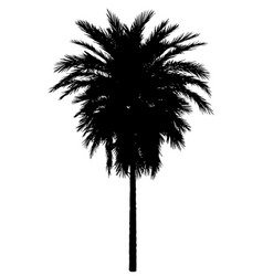 Palm Tree Black Silhouette