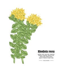 Rhodiola Rosea Or Golden Root Branch Isolated