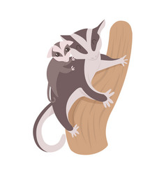 Sugar Glider With Baby Climbing A Tree On White