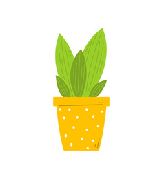 Flat Flower In Pot Isolated