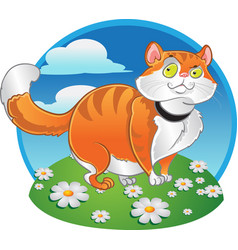 Orange Fat Cat On Color Background