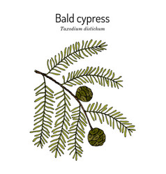 Bald Cypress Taxodium Distichum State Tree