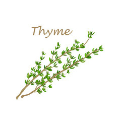 Thyme Image Of Twigs With Green Leaves