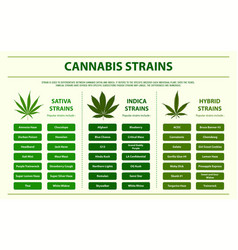 Cannabis Srtains Horizontal Infographic