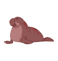 Elephant Seal Artic Animal