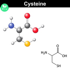 Cysteine Proteinogenic Amino Acid