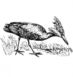 Scopus Umbretta Hamerkop