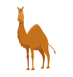 Camel With One Hump Desert Animal Standing