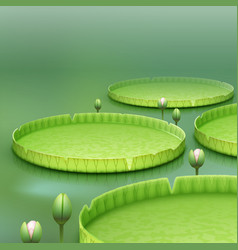 Water Lily Pad