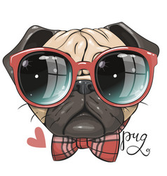 Pug Dog With Red Glasses And Bow Isolated