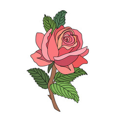 Rose June Birth Month Flower Colorful